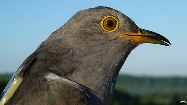 Chris is the only cuckoo to have provided scientists with three years worth of tracking data