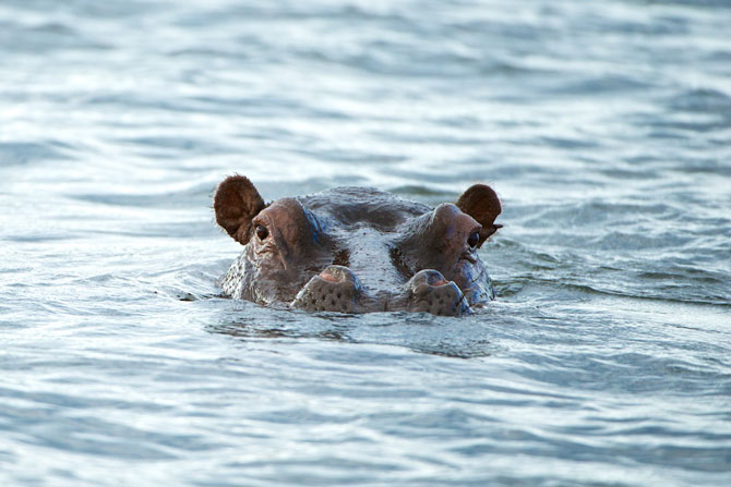 Hippo-in-the-Kafue-River