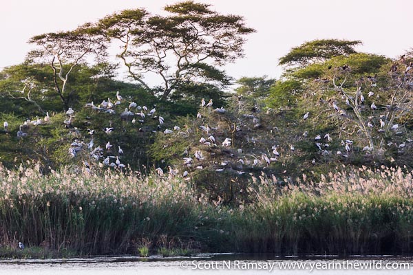 Plenty of yellow-billed storks on their nests at Nyamithi Pan. This photo taken from the Ezulwini Hide.