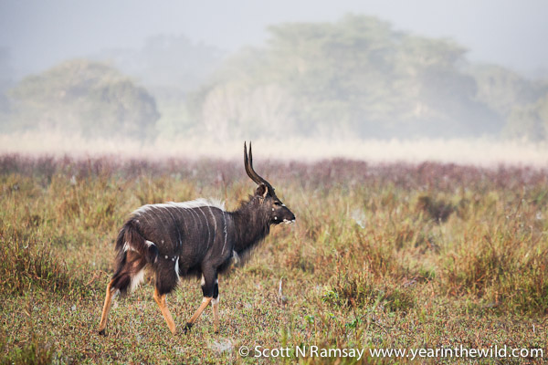 Nyala bull, in early morning mist during a walk on the Pongola floodplain with Sonto