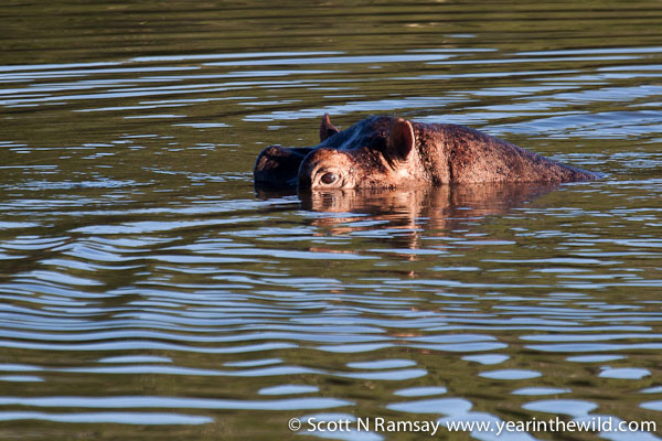 Hippo lurking in the water of Nyamithi Pan.