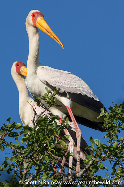A pair of yellow-billed storks, close to Ezulwini Hide on Nyamithi Pan.