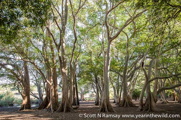 The beautiful fig tree forest at Shokwe Pan, which can only be accessed on foot by walking with one of the guides.