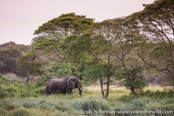 A bull elephant wandering at dusk in among the sandforest near Muzi Swamps