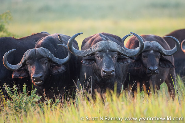 Tembe may have some of the biggest elephants in Africa, but there are also some monster buffalo!