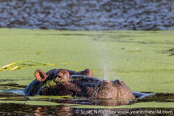 In the north-eastern Muzi Swamps of Tembe, there is a big pod of hippo that is relatively unphased by humans.