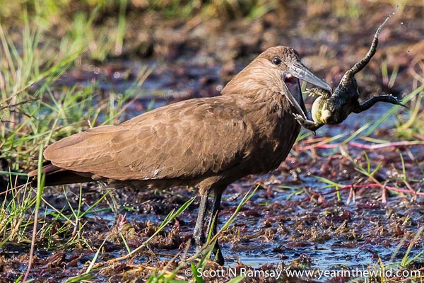 I photographed this hamerkop catching and swallowing a frog whole in the Muzi Swamps in the north-east of Tembe.