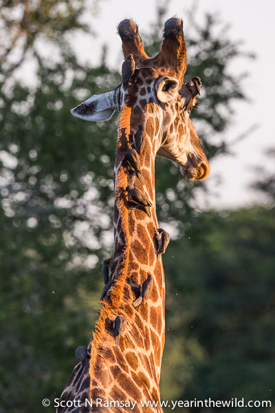 This male giraffe was bombarded by red-billed oxpeckers. These birds - which feed on ticks on the wild herbivores - were reintroduced into Tembe in the past few years after being absent for several decades. In the 1950s the whole of northern KZN was sprayed with pesticide to rid the area of tsetse flies. The pesticide wiped out the tseste flies, but it also wiped out the ticks and oxpeckers.