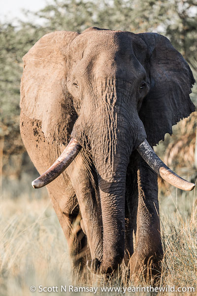 One of the many impressive bull elephants that roam Tembe.