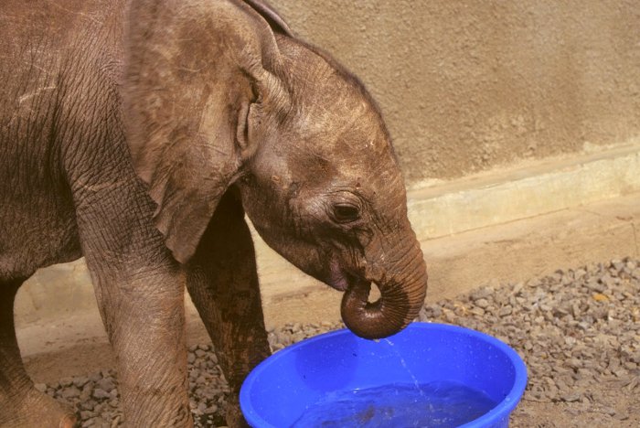 baby-elephant-drinking