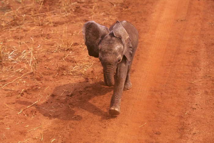 baby-elephant-running