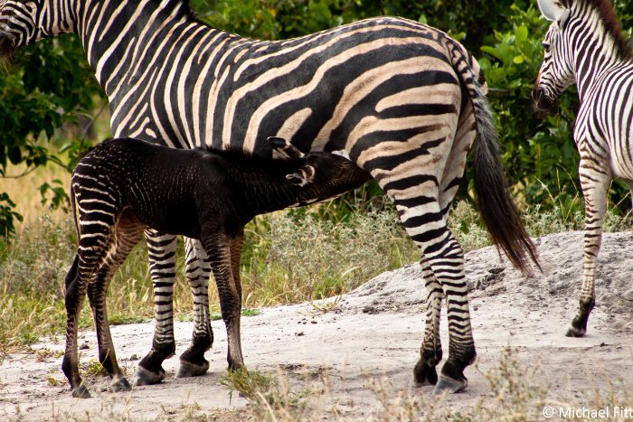 melanistic zebra, Okavango Delta, Botswana
