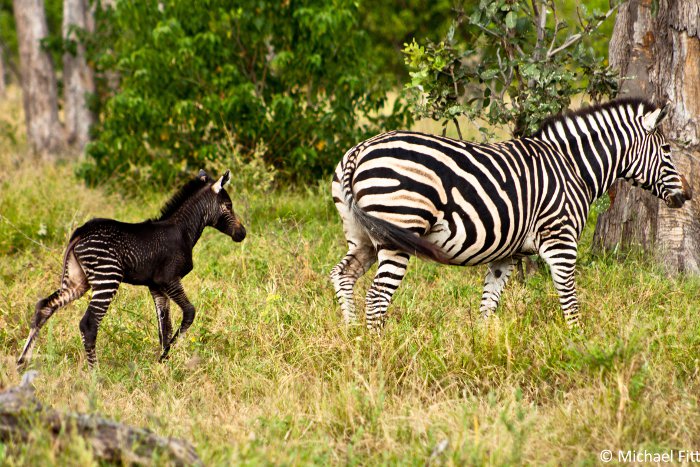 melanistic zebra, Okavango Delta, Botswana