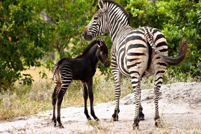 baby pseudo-melanistic zebra, Okavango Delta, Botswana