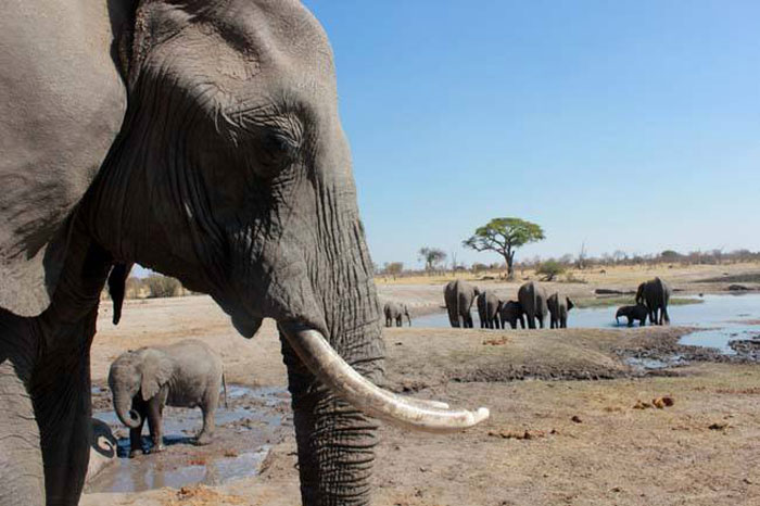elephants-in-zimbabwe