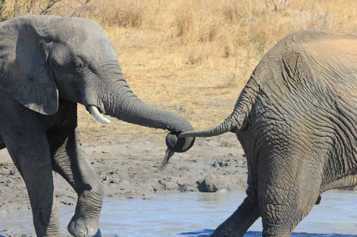 elephants-zimbabwe