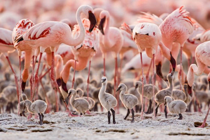 Breeding group of lesser flamingos, known as a creche. Photo © Anup Shah. Read more at http://news.mongabay.com/2011/0509-hance_flamingos.html#hVBXr1ZUIQwkEMkQ.99