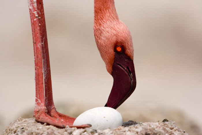 Lesser flamingo (Phoenicopterus minor) with egg. Photo © Anup Shah. Read more at http://news.mongabay.com/2011/0509-hance_flamingos.html#IPyUV8CsEIVCShAs.99