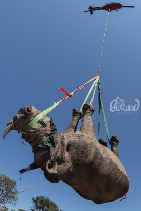 rhino-flying