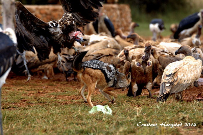 Vulture attacks jackal - Africa Geographic
