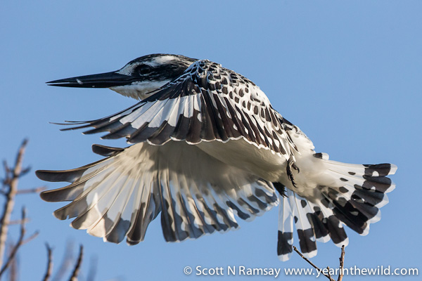 Pied kingfisher taking off