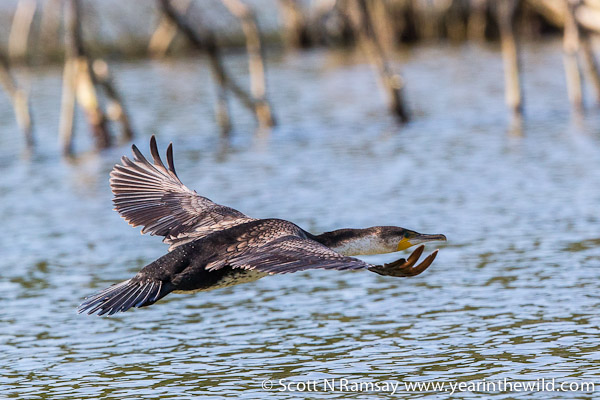 White-breasted cormorant in flight