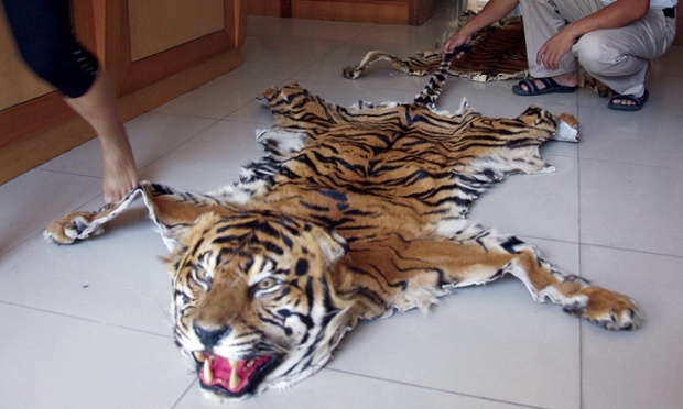 Tiger skins on sale at a retail outlet in Burma. © Adam Oswell/TRAFFIC/EPA