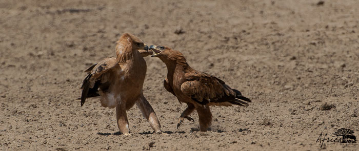 Eagles-beak-fight
