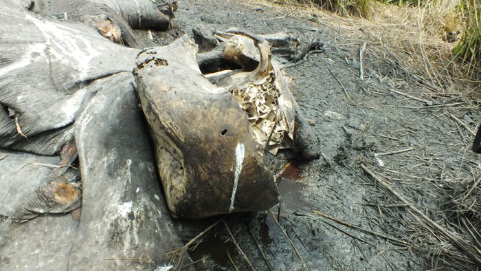 Elephant skull indicating bullet hole from the air and ivory removed by chainsaw © African Parks