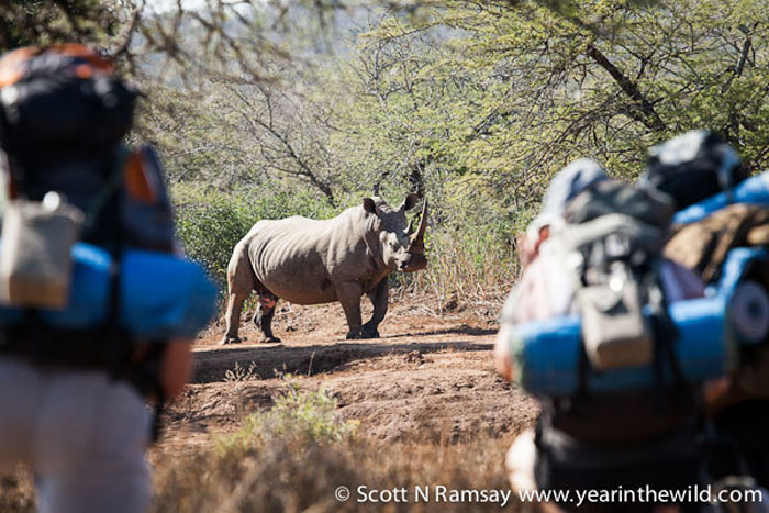Nothing can prepare you for this experience...face to face with an adult white rhino bull
