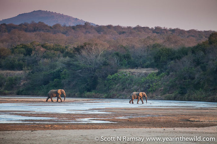 Two bull elephants, coming to have a drink at sunset with us.