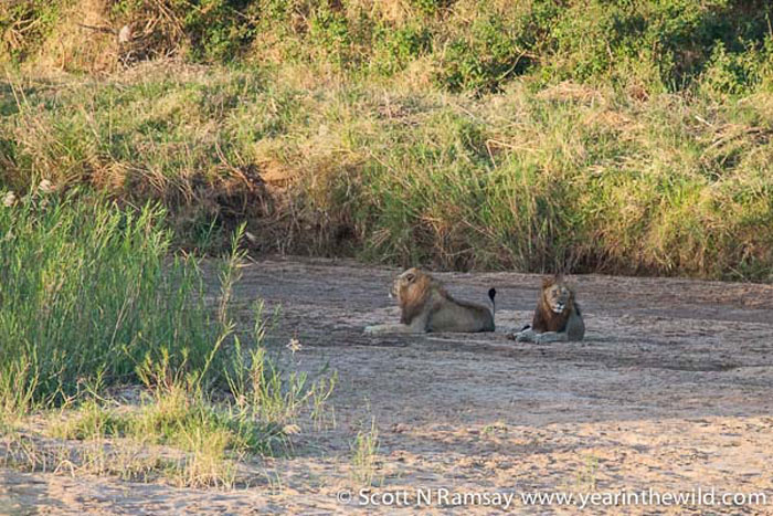 And nearby, two large male lions, thinking about their dinner... 