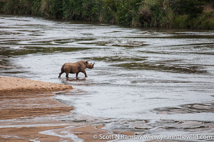 Wow! A black rhino - much rarer than a white rhino - crossing the river in front of us. A fantastic sighting, considering that black rhinos are mostly nocturnal, and only emerge from thick bush after dark.