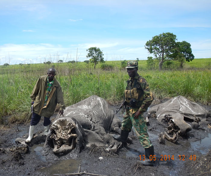 Parks monitoring team investigating a massacre site © African Parks