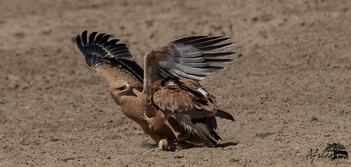 Tawny-Eagle-Fight