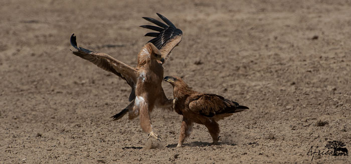 Tawny-Eagle-battle-kalahari