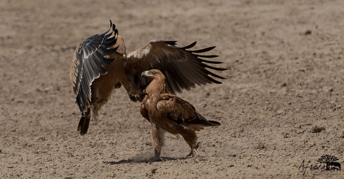 Tawny-Eagle_conflict-Kalahari