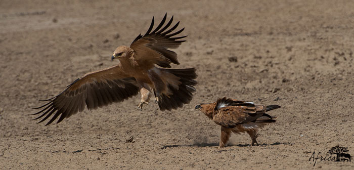 Two-Tawny-Eagles