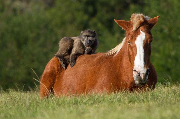 baboons-on-horse.jpg