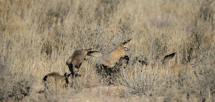 bat-eared-foxes-jumping