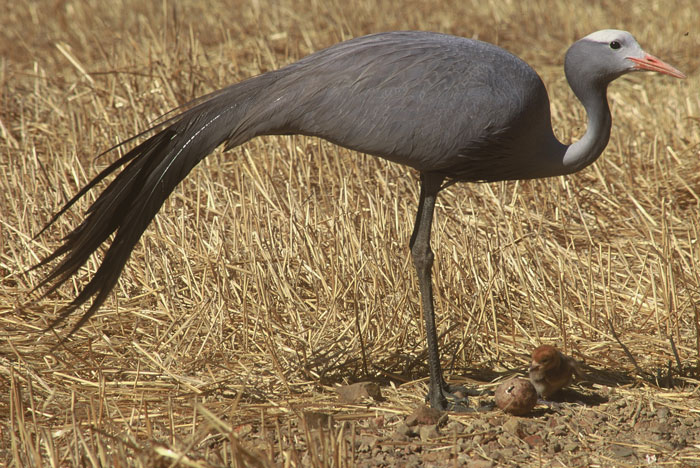 blue-crane-standing-over-nest
