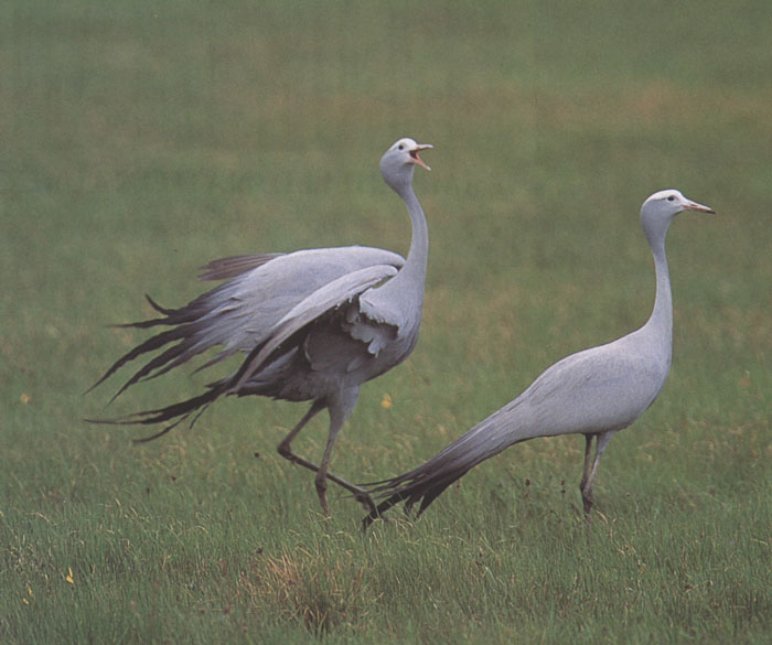 blue-cranes-calling-on-grassland