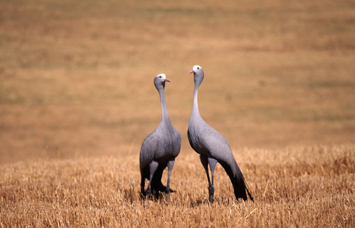 blue-cranes-on-wheatfield