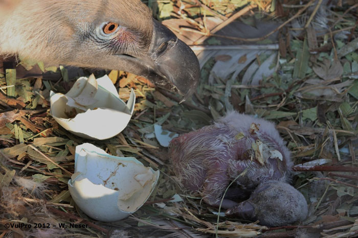 hatching-Cape-vulture-chick