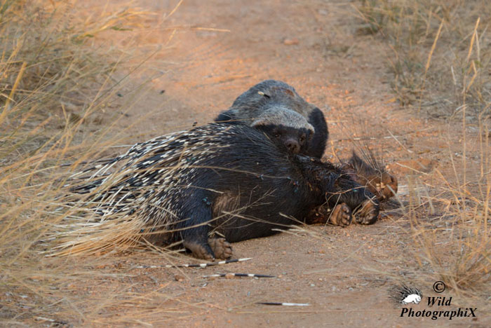 honey-badger-eating-porcupine