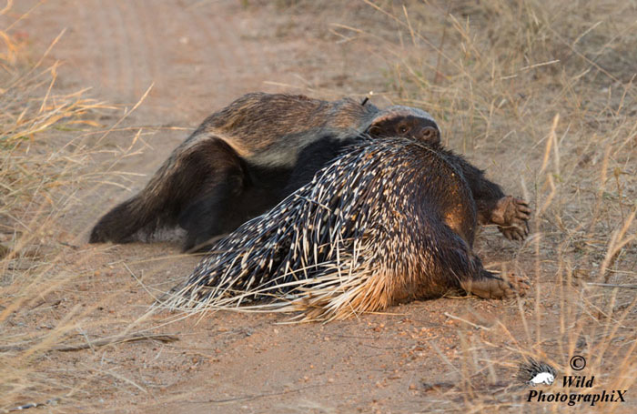 honey-badger-kills-porcupine