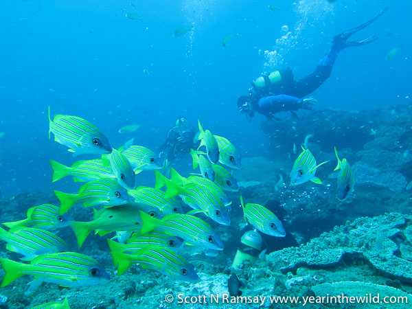 A wilderness experience that has few equals...to me at least. A school of blue-banded snappers.