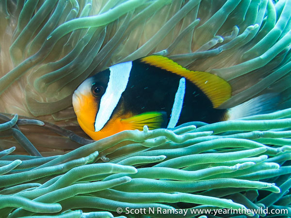 Sea anemone and two-bar anemone fish (also known as clown fish)