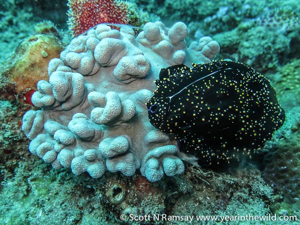 There are some pretty radical corals out there! Here a cowrie shell sits on top of a soft coral.