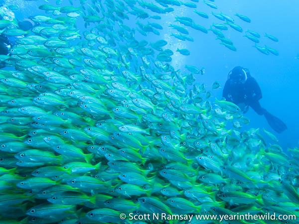 Yellow snapper fish in their thousands...I don't think I've ever been surrounded by so many wild animals at once...maybe high school came close, but this is far more enjoyable and fun.